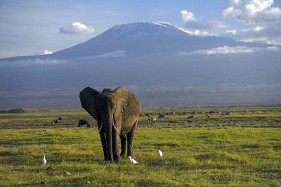 od体育视频-关于青年才俊登顶非洲洲际杯篮球决赛的信息